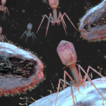 Bacteriophage