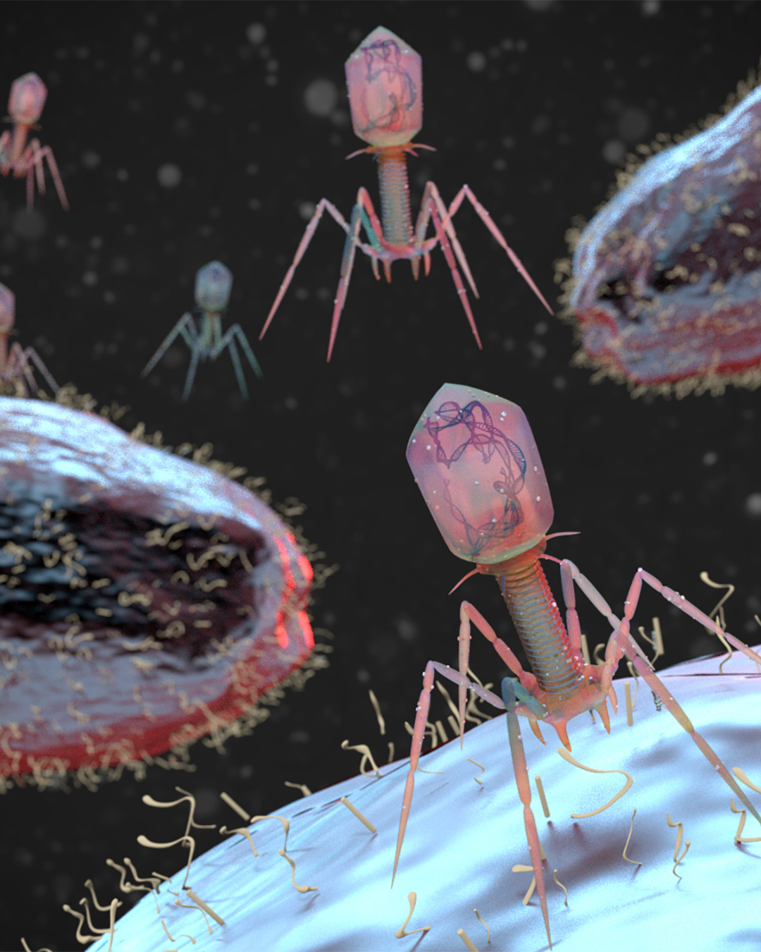Bacteriophage